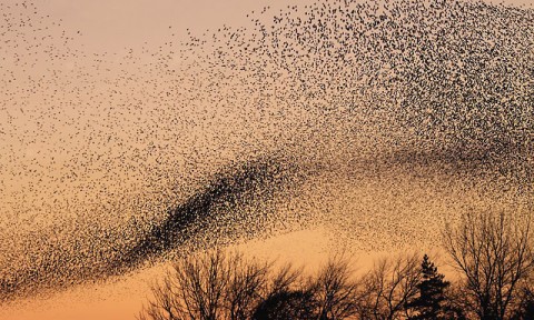 A murmuration of starlings at Gretna (Walter Baxter) / CC BY-SA 2.0
